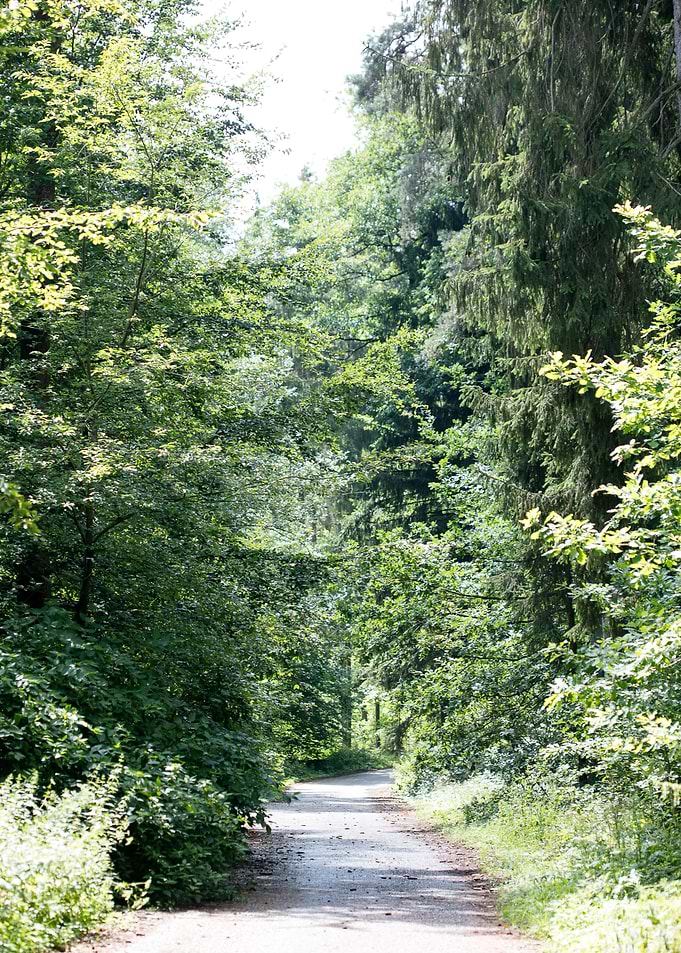 Wild Forest Background
