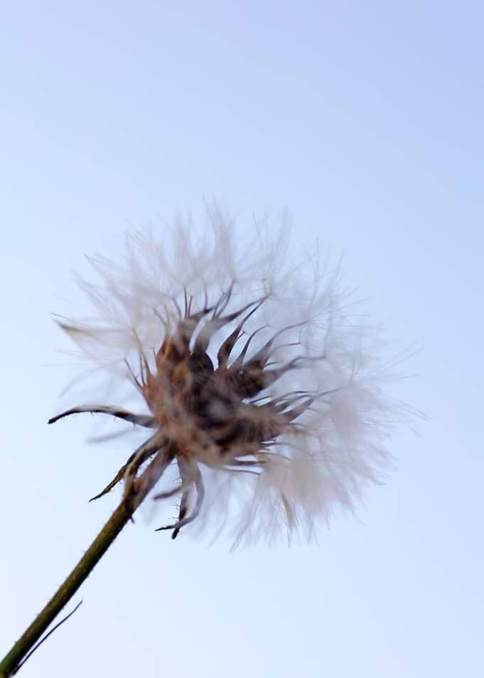Taraxacum blow up flower