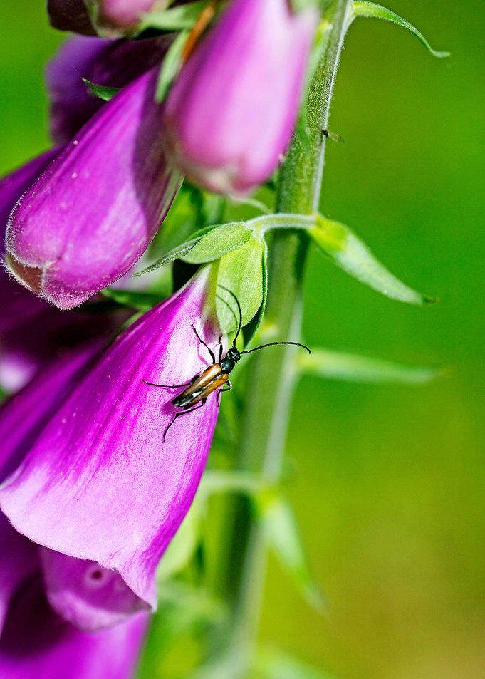 Purpurea digitalis flower