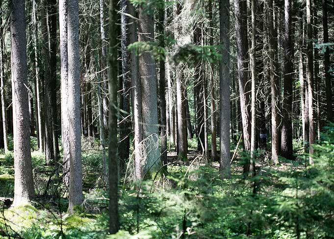 Wild Forest Background