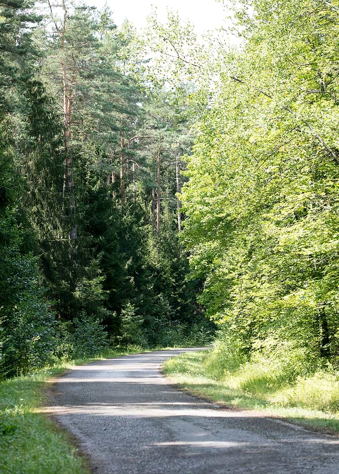 Wild Forest Background