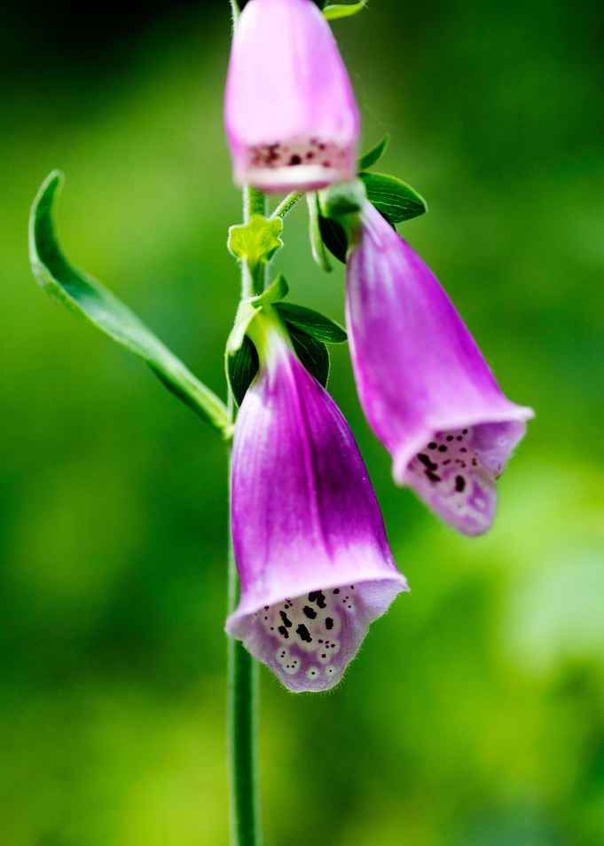 Purpurea digitalis flower