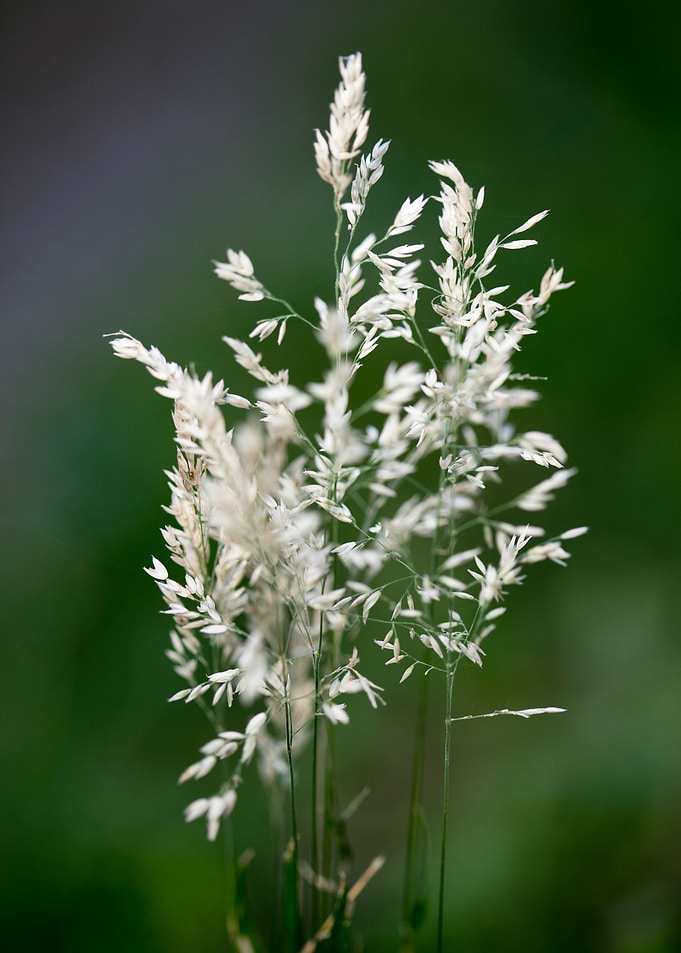 Holcus latanus wild flower