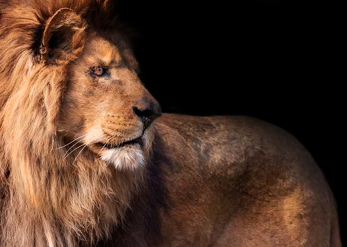 Lion