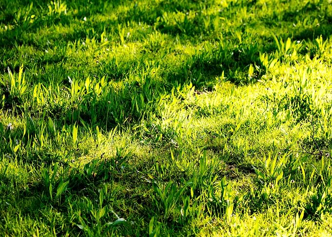 Green leafs macro fine art