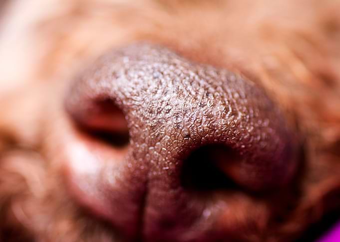 Lagotto Romagnolo Nose