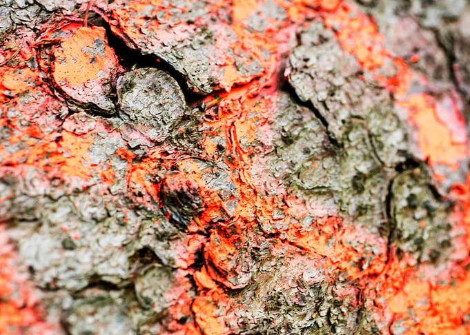 Wooden macro trippy prints
