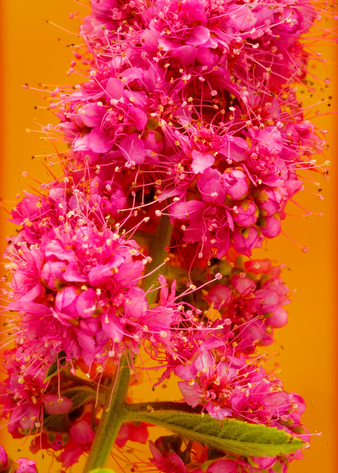 Amazing flower fine art
