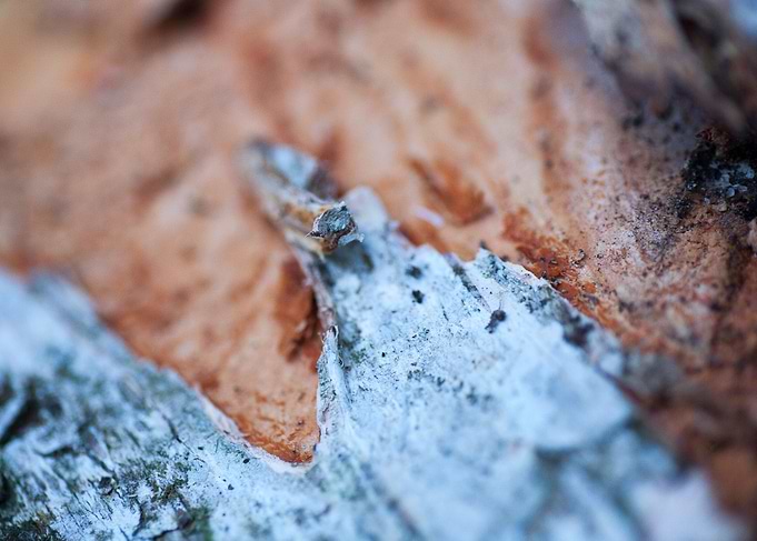 Wood macro trippy abstract