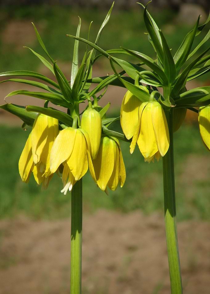 Summer flowers