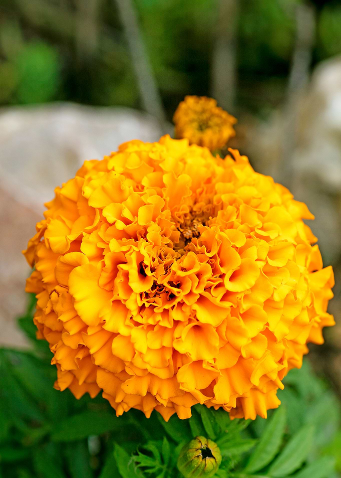 Calendula macro flower