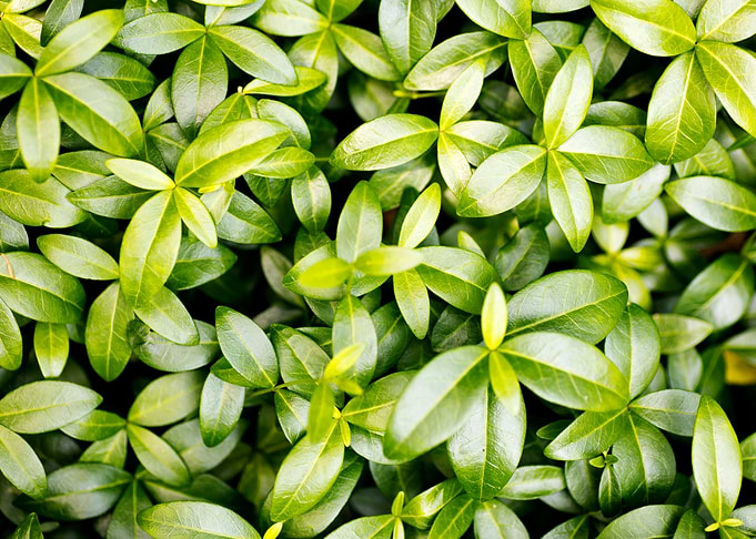 Green small leafs macro
