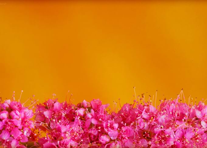 Beautiful flower macro art