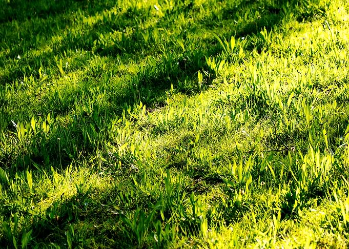 Green leafs macro fine art