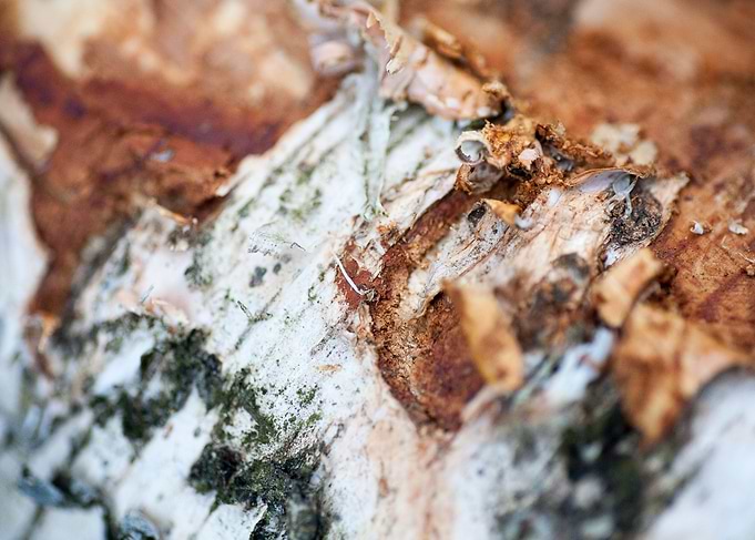 Wood macro trippy abstract