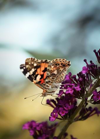 Pretty butterfly on flower