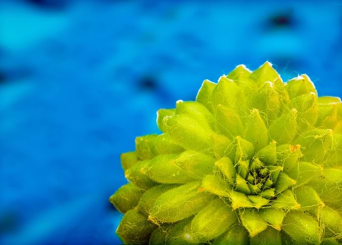 Amazing flower fine art