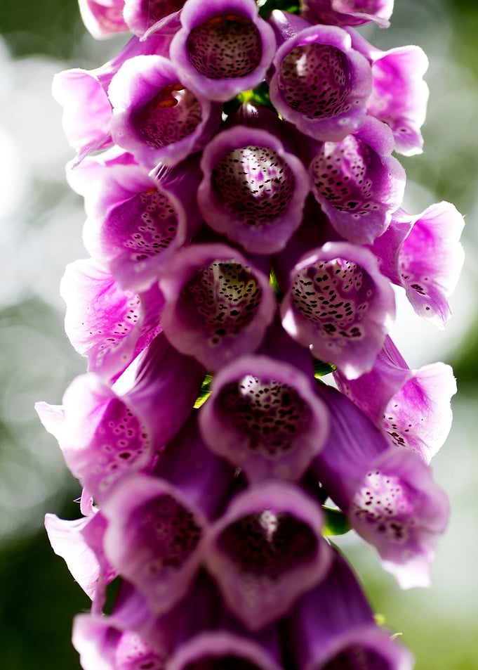 Purpurea digitalis flower