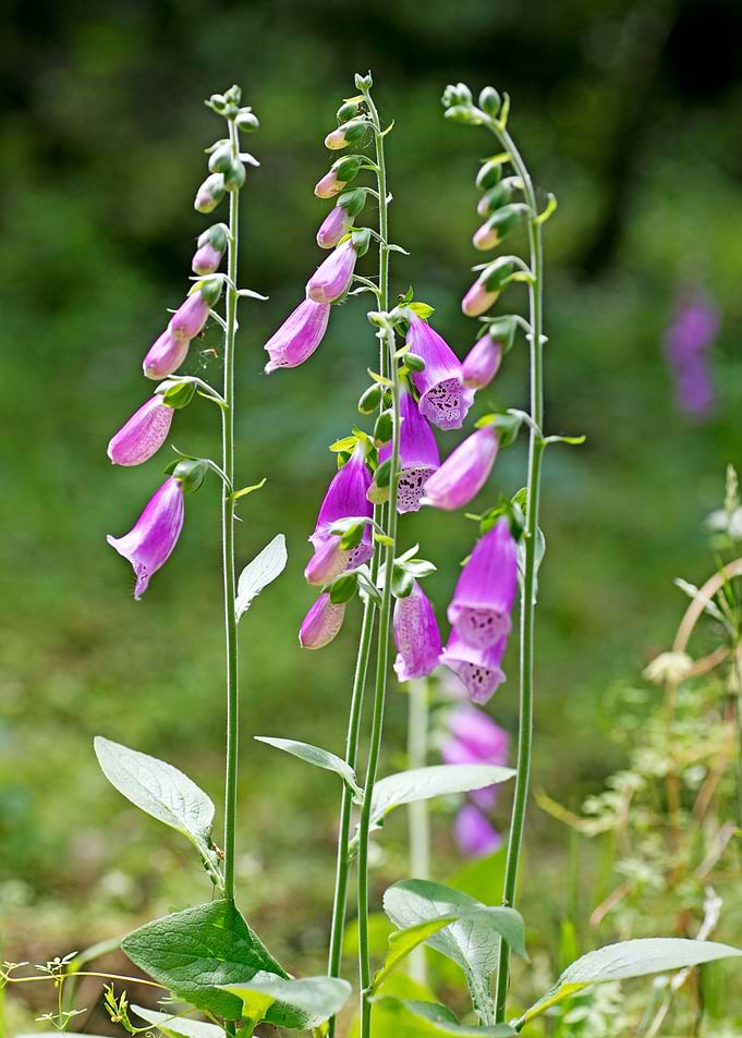 Purpurea digitalis flower