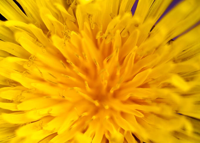 Taraxacum wild flower