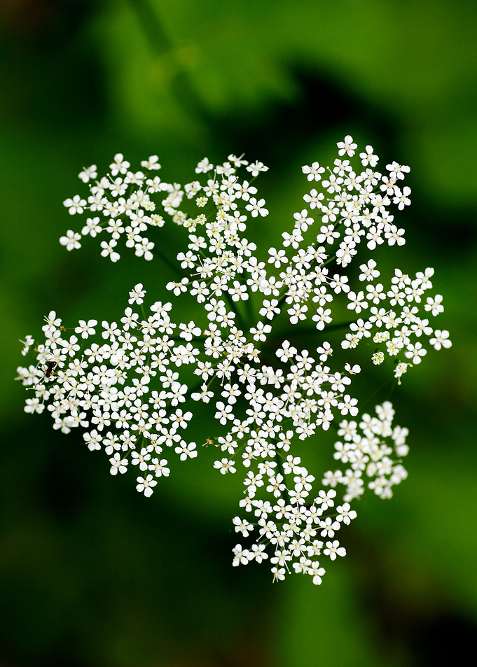 Aegopodium podagraria