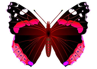 Red admiral butterfly