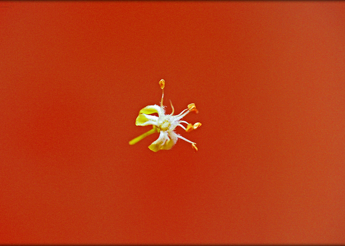 Amazing flower fine art