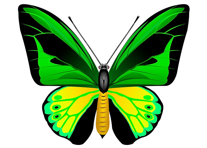 Birdwing butterfly