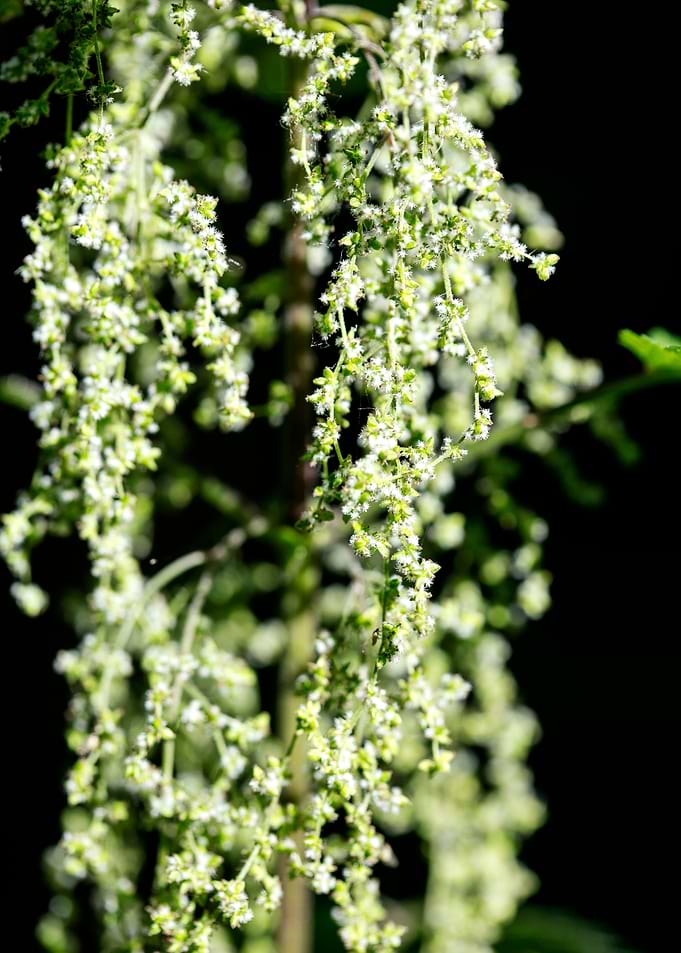 Urtica dioica Urticaceae