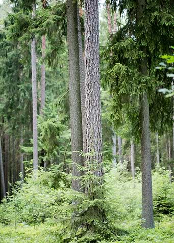 Wild Forest Background