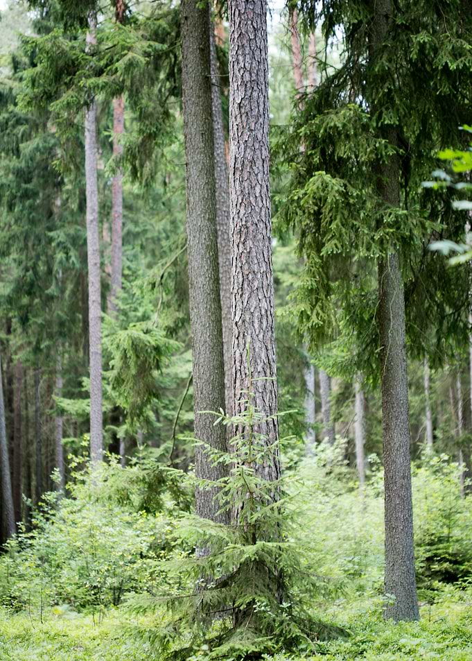 Wild Forest Background