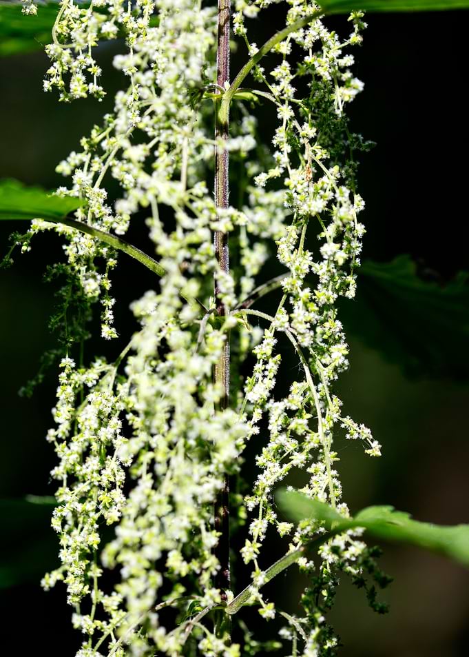 Urtica dioica Urticaceae