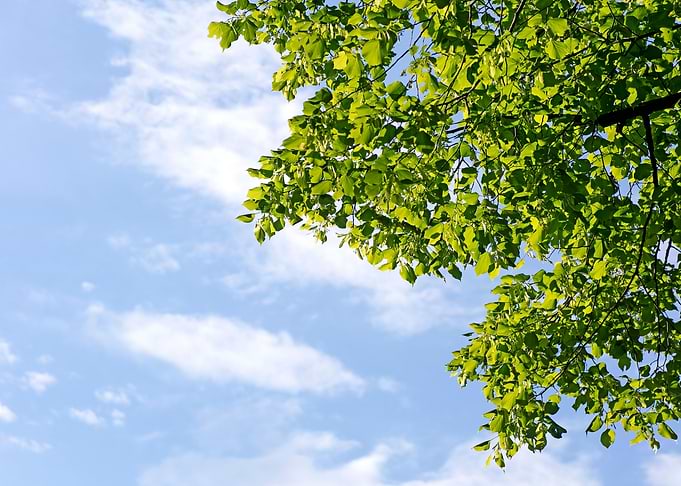 Trees vs blue summer sky