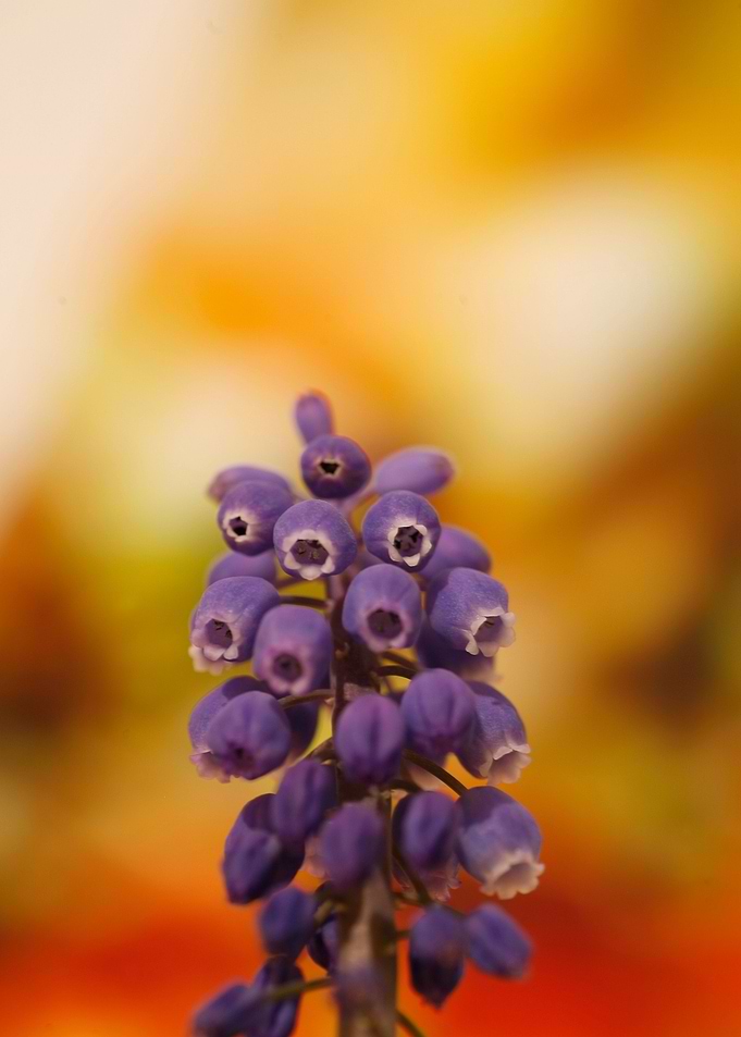 Muscari Neglectum Flower