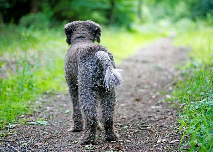 Lagotto Romagnolo portrait