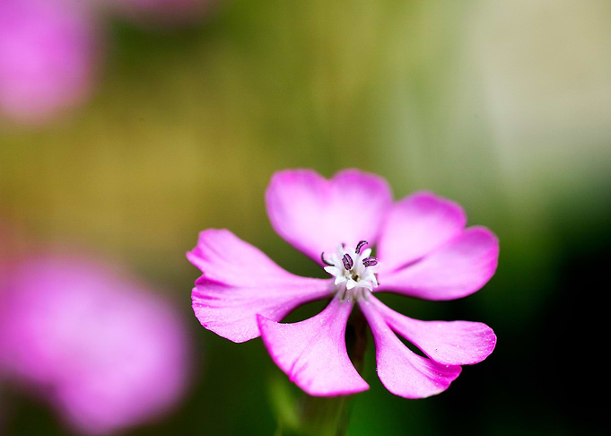 Purple wild flower
