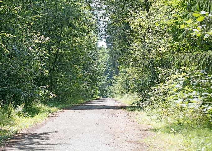 Wild Forest Background