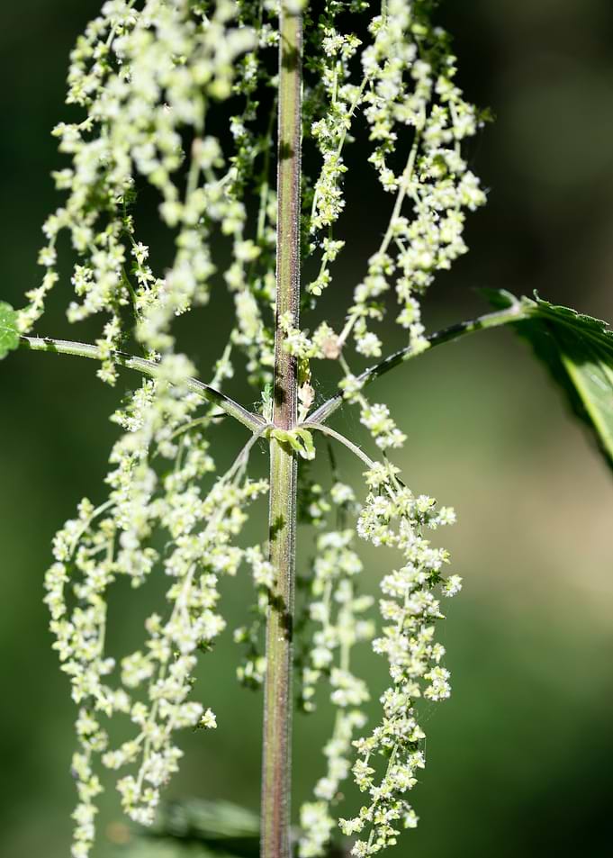 Urtica dioica Urticaceae