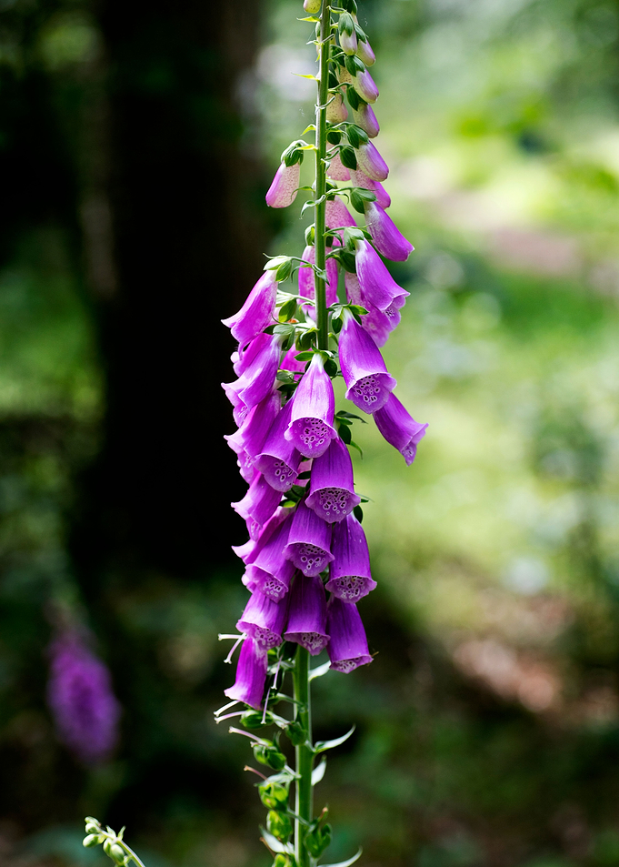 Purpurea digitalis flower