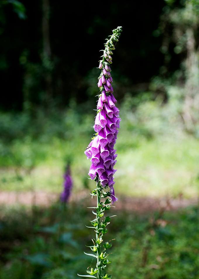 Purpurea digitalis flower