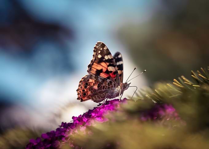 Colorful butterfly on flow