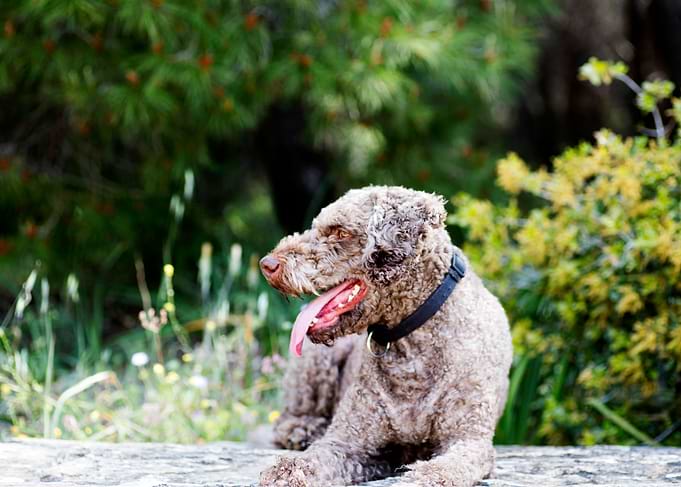 Lagotto Romagnolo Portrait