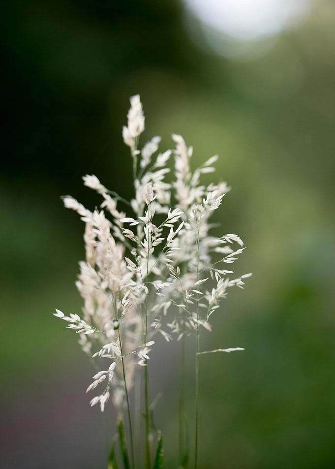 Holcus latanus wild flower