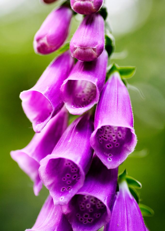 Purpurea digitalis flower