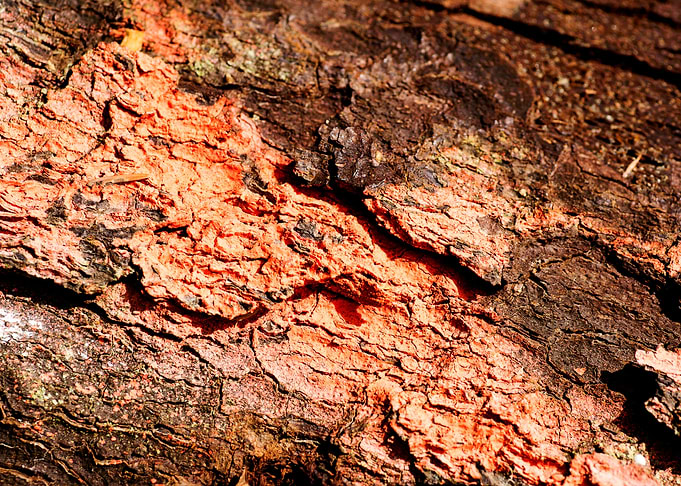 Wooden macro trippy prints