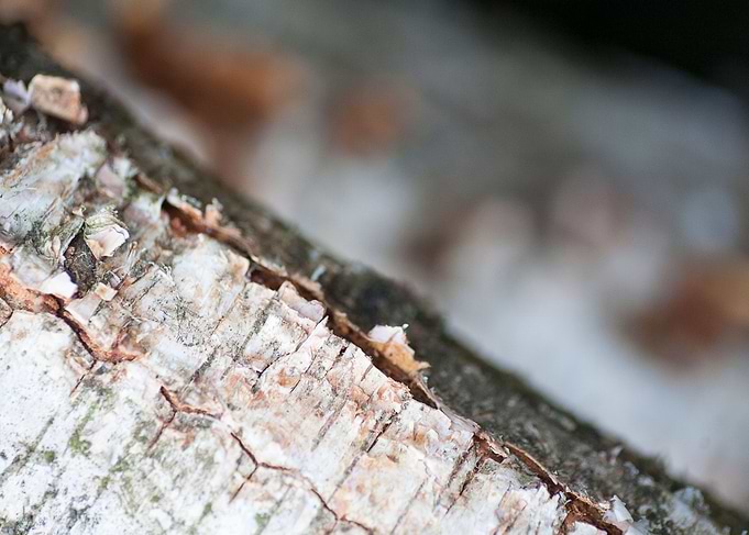 Wood macro trippy abstract