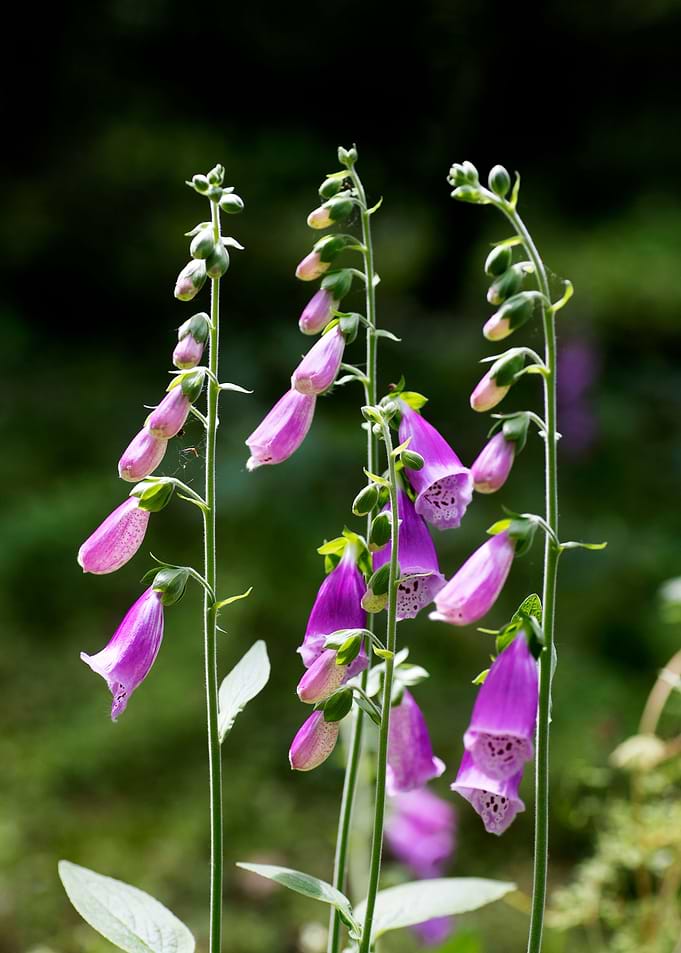 Purpurea digitalis flower