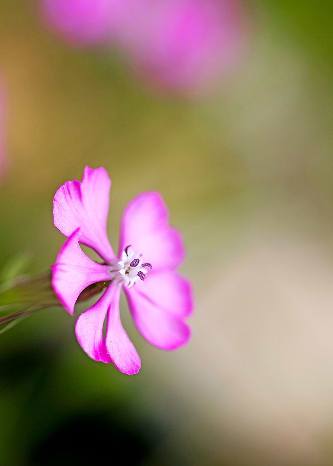 Purple wild flower