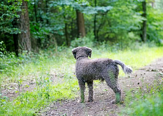 Lagotto Romagnolo portrait