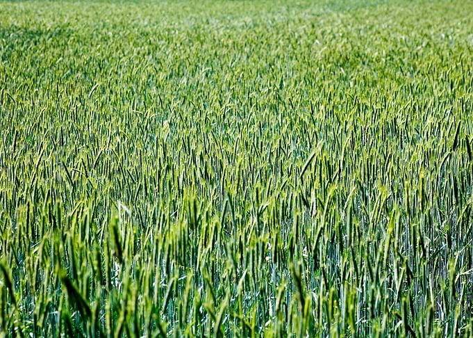 Green agricultural field